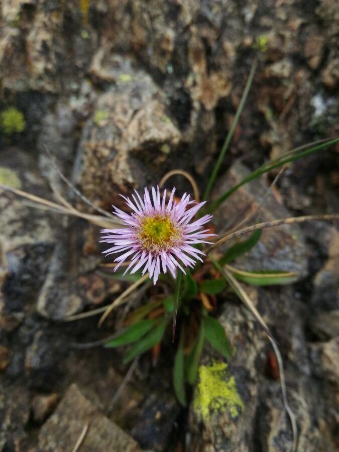 Erigeron schleicheri flower