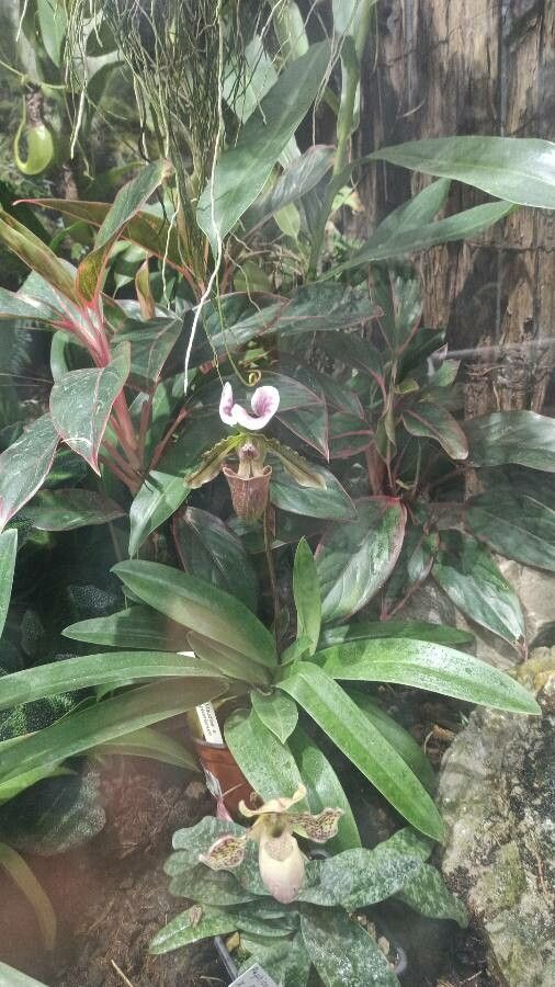 Paphiopedilum charlesworthii flower