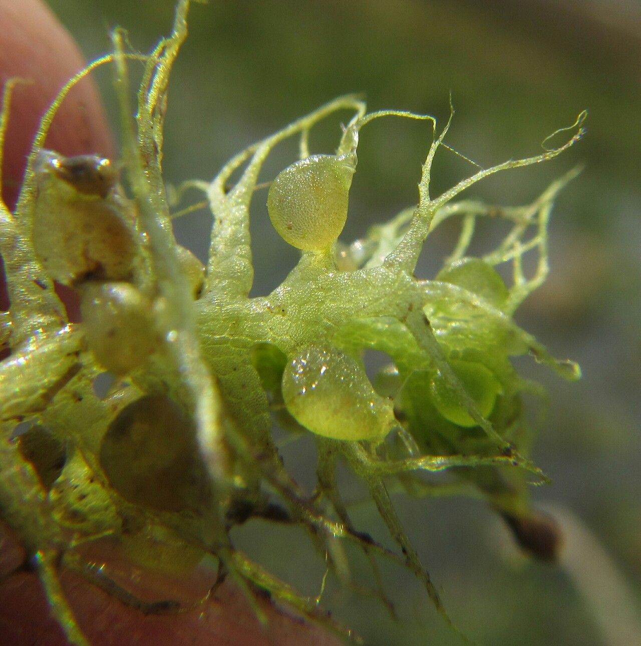 Utricularia raynalii fruit