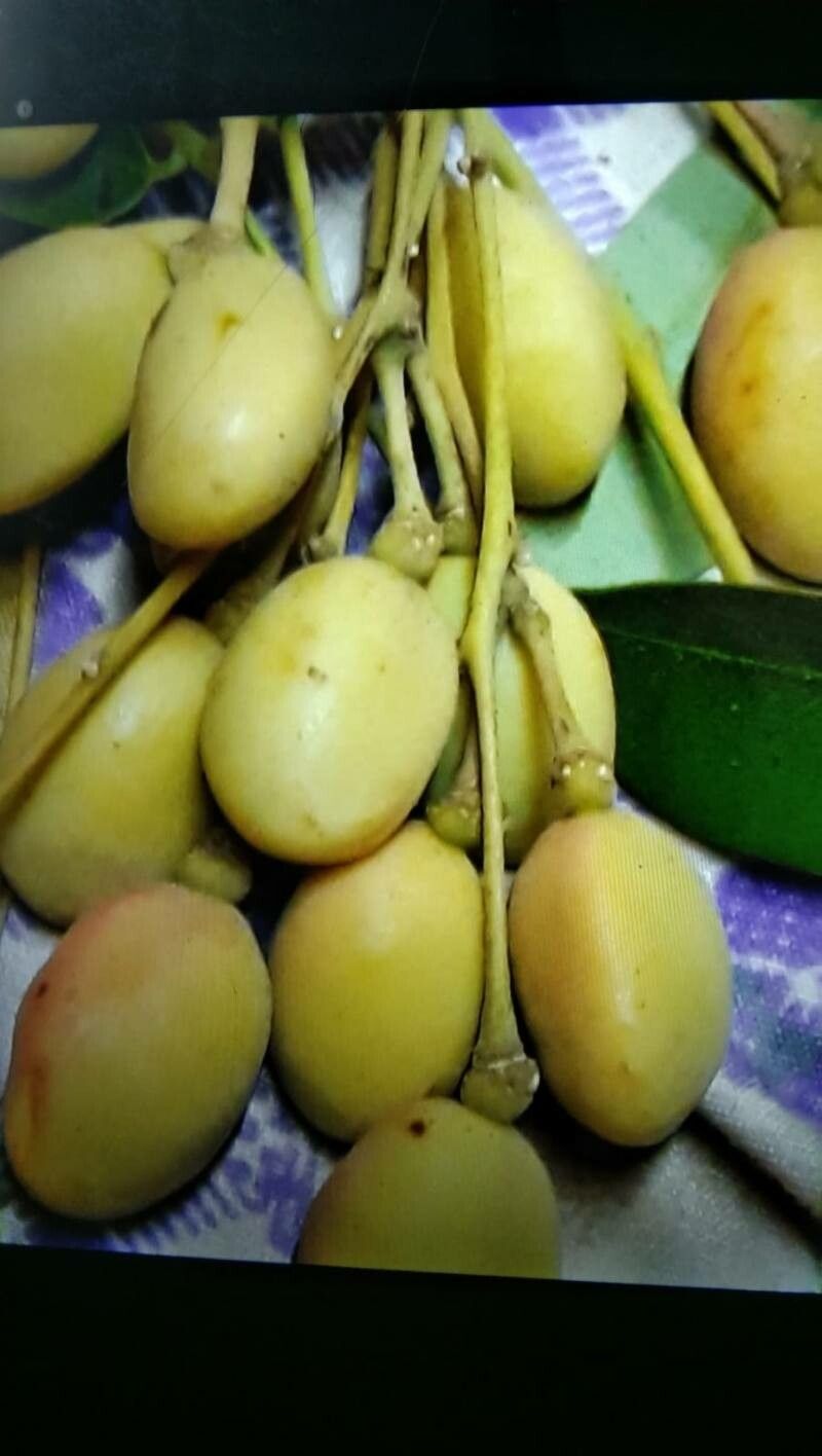 Simarouba amara fruit