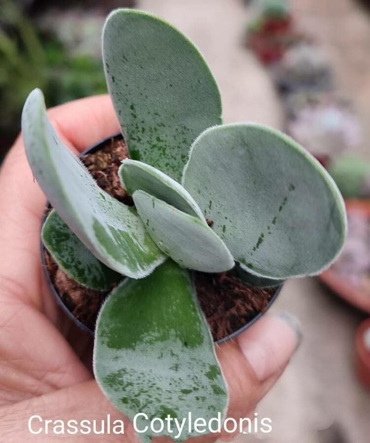 Crassula cotyledonis leaf