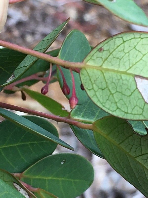 Phyllanthus cornutus flower