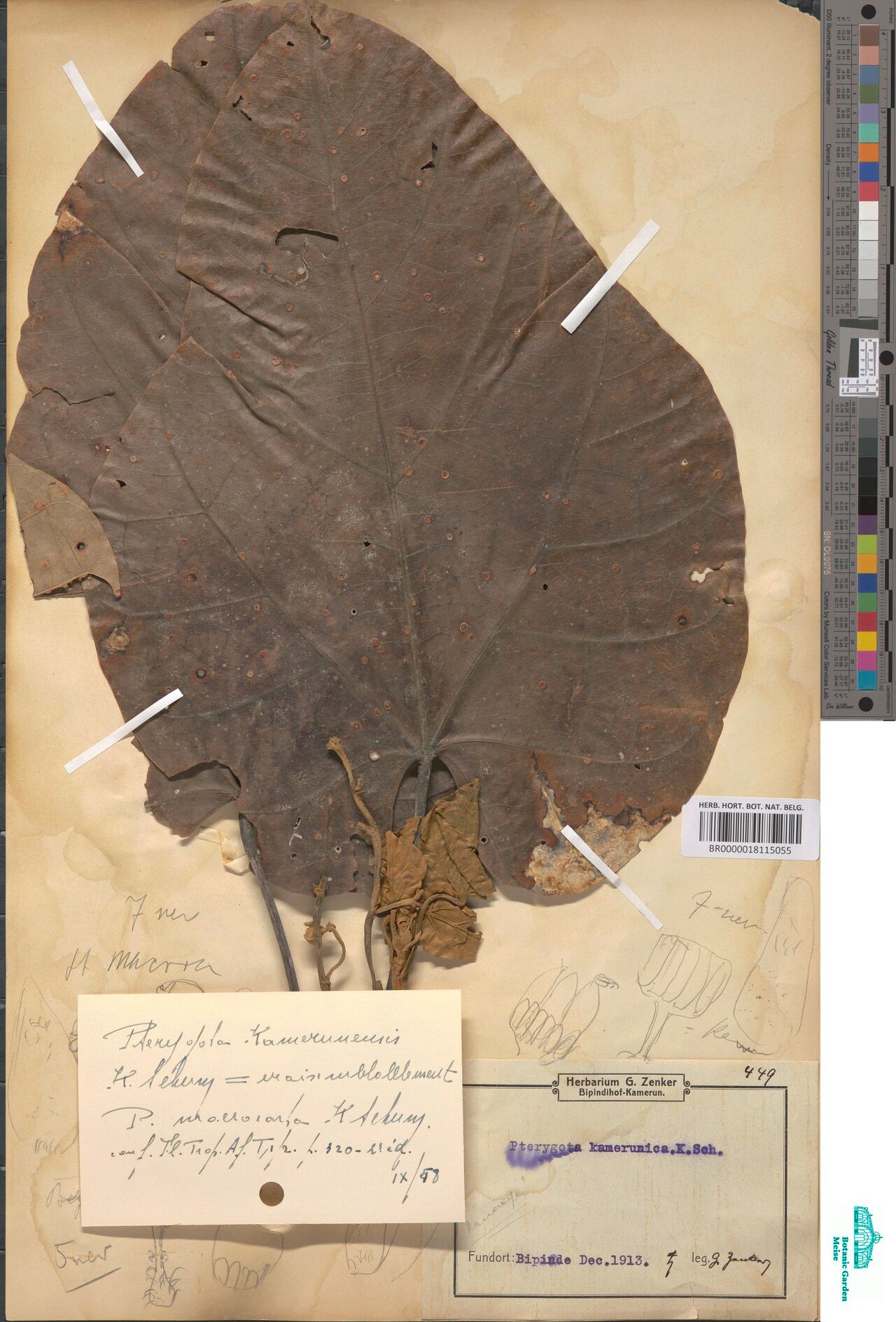 Pterygota kamerunensis — houseplant care guide