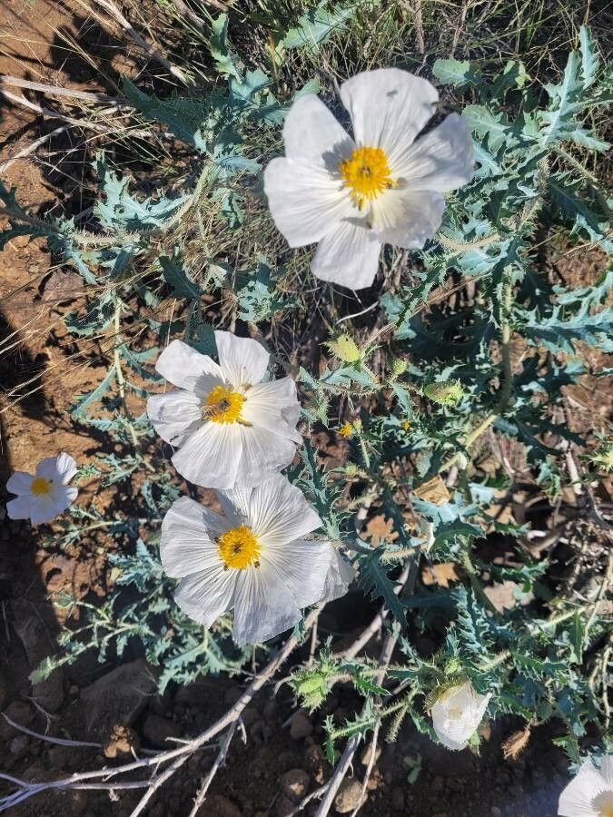 Argemone pleiacantha flower