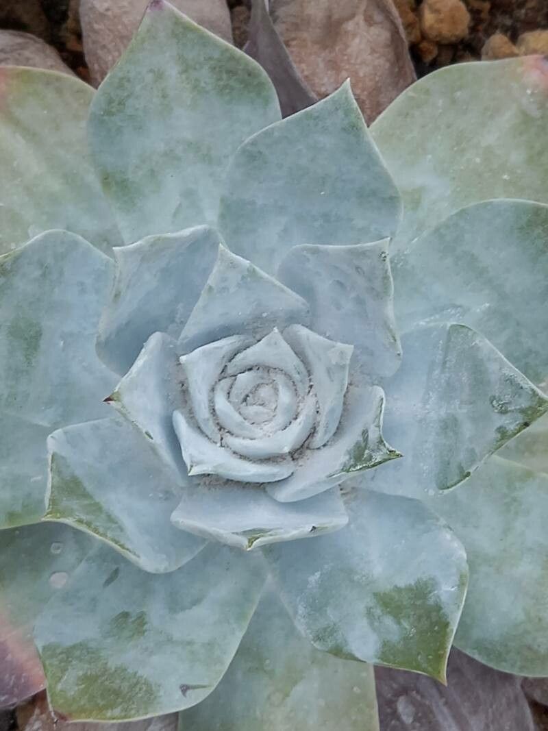Dudleya anthonyi leaf