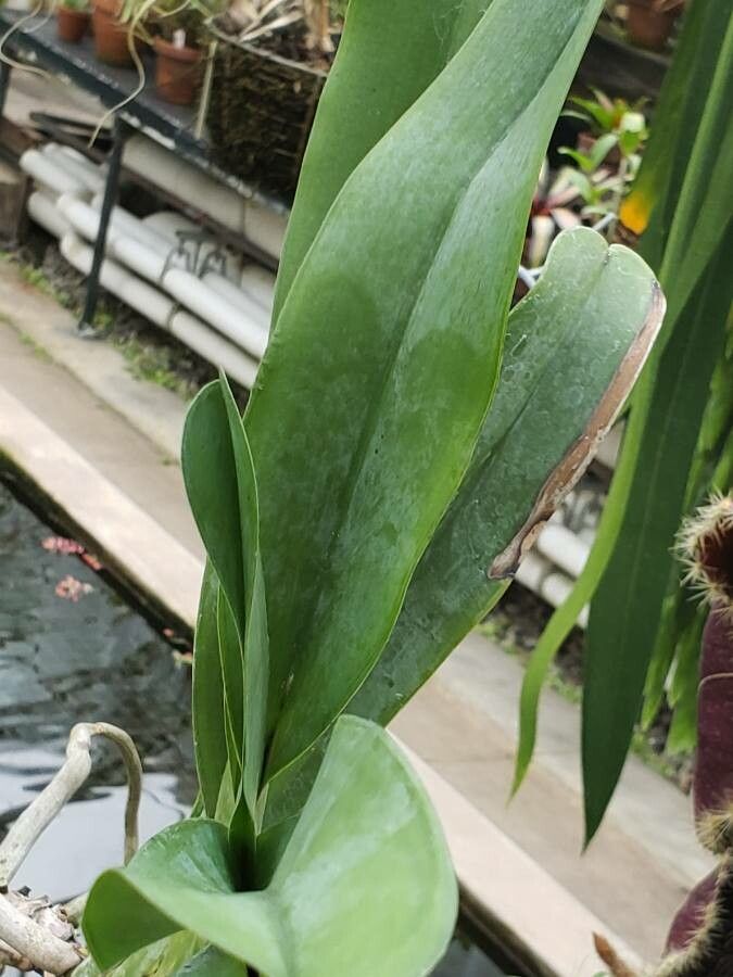 Angraecum sesquipedale leaf