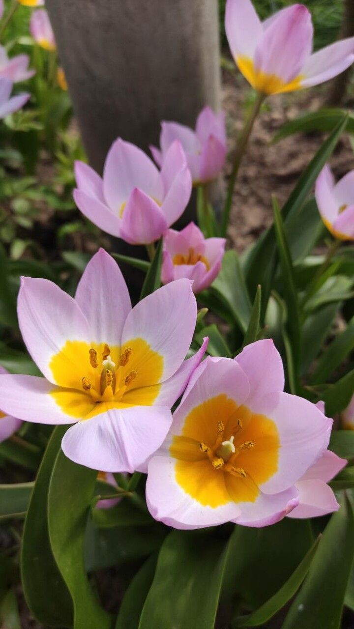 Tulipa saxatilis flower