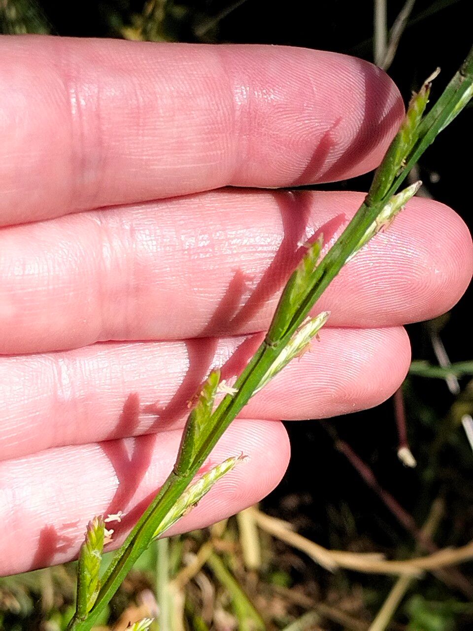 Lolium rigidum flower