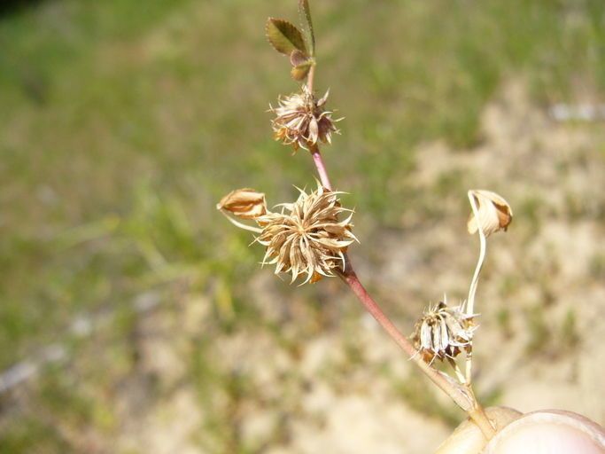 Trifolium cernuum fruit