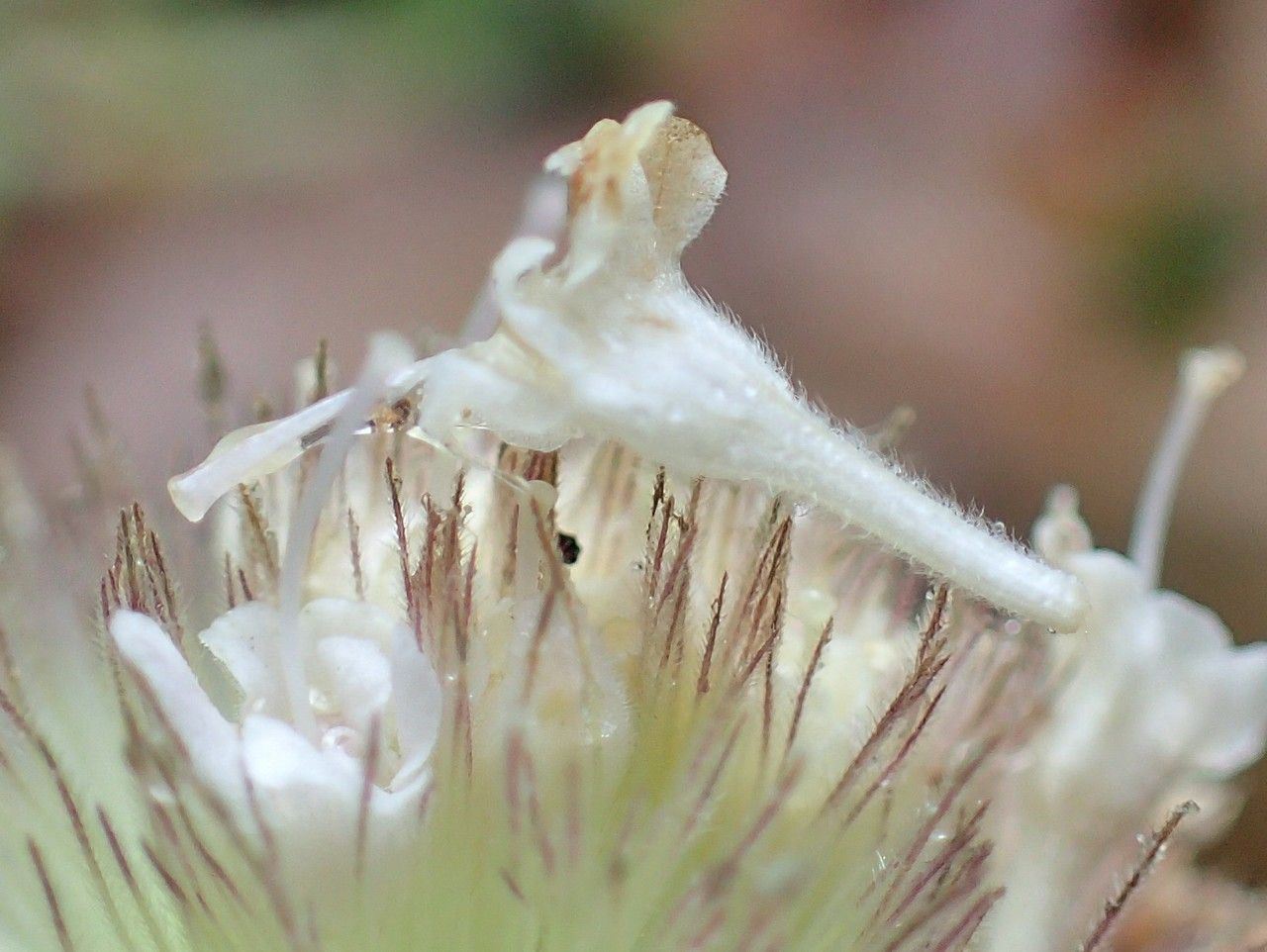 Pterocephalus perennis fruit