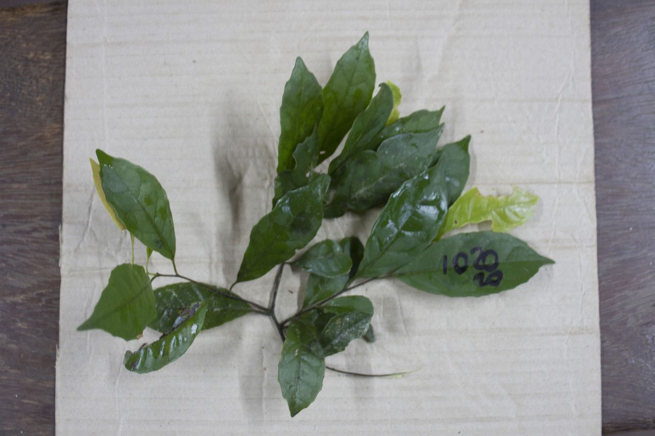 Couratari multiflora — houseplant care guide