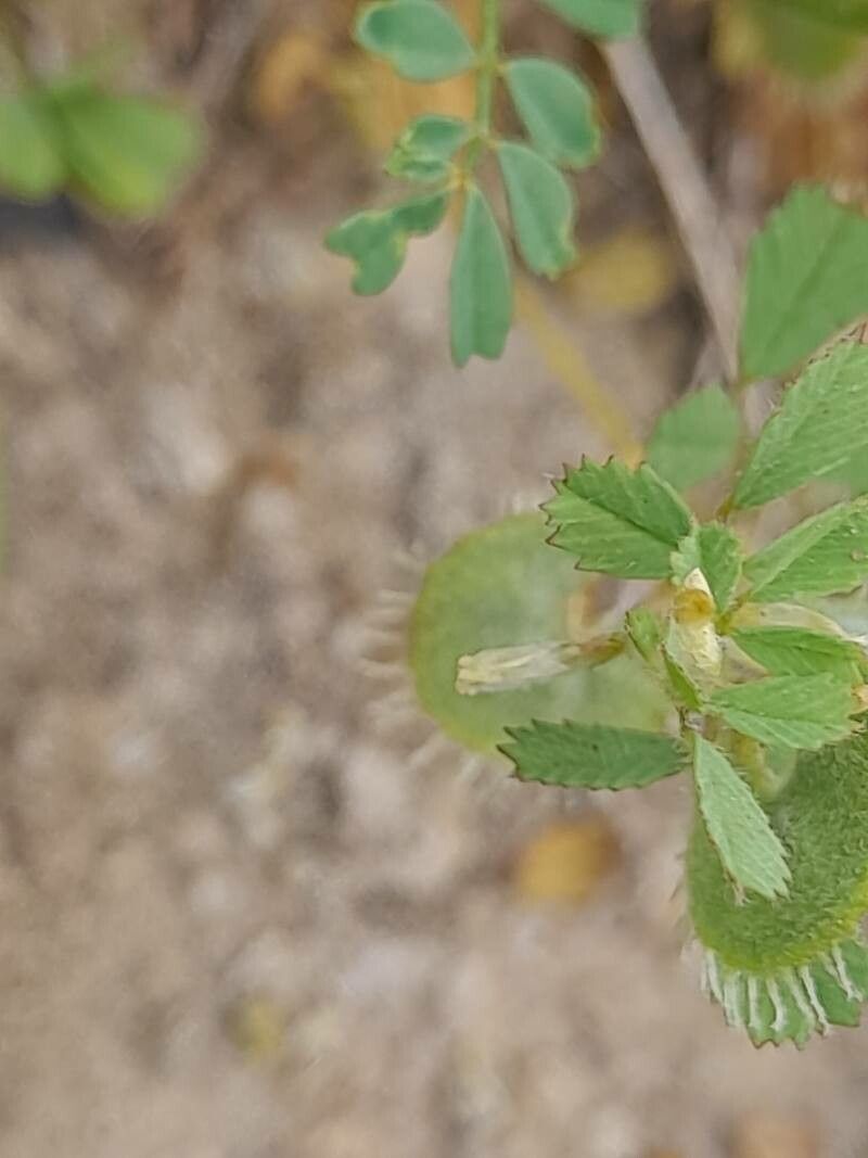 Medicago radiata flower
