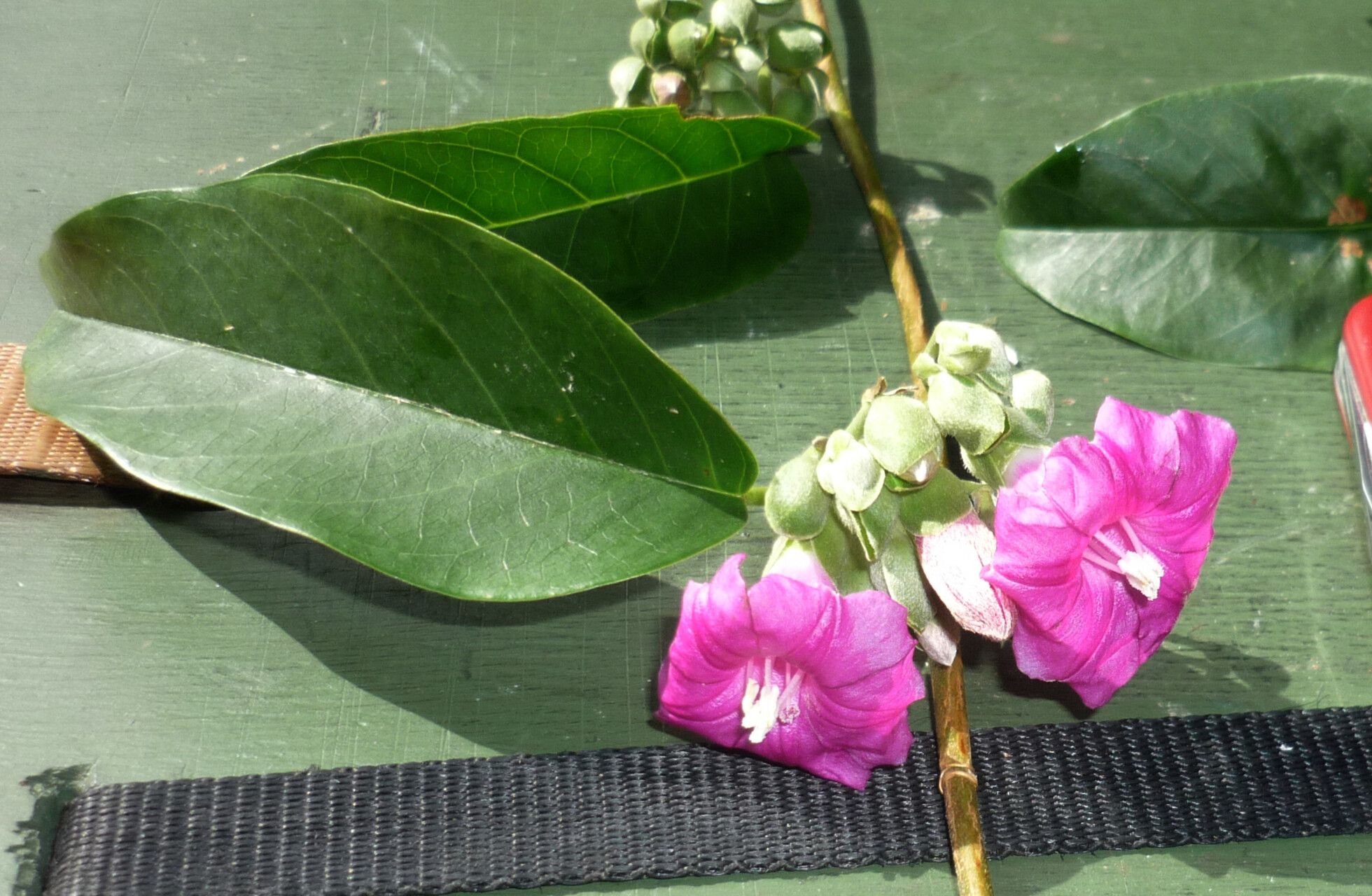 Argyreia reinwardtiana — search result for 'Argyreia'