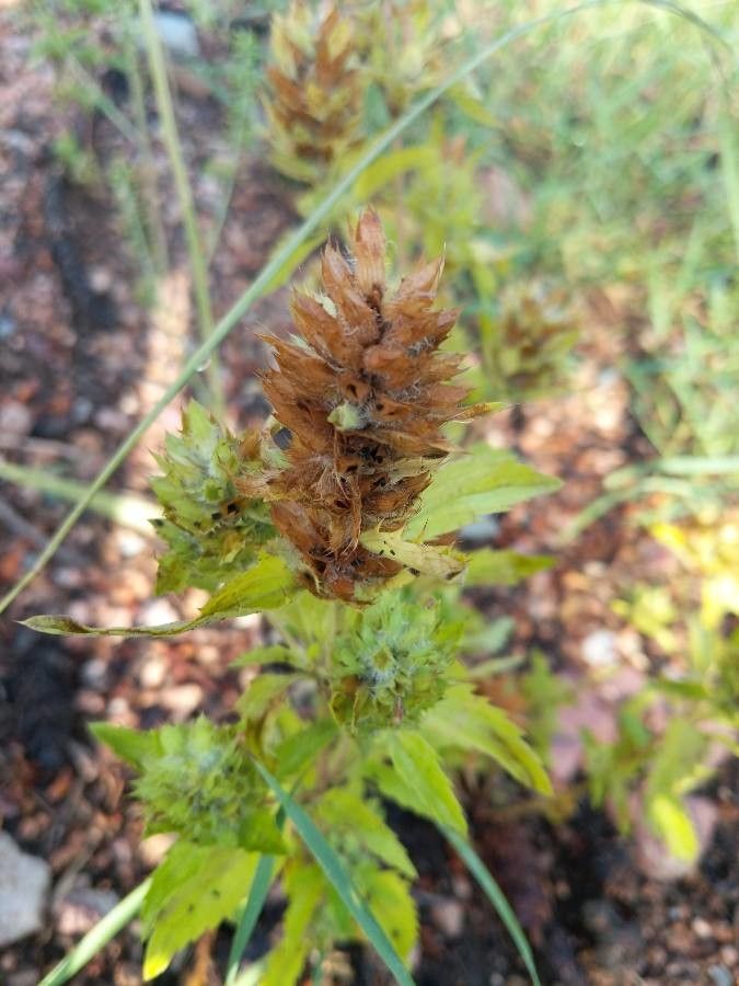 Dracocephalum parviflorum fruit