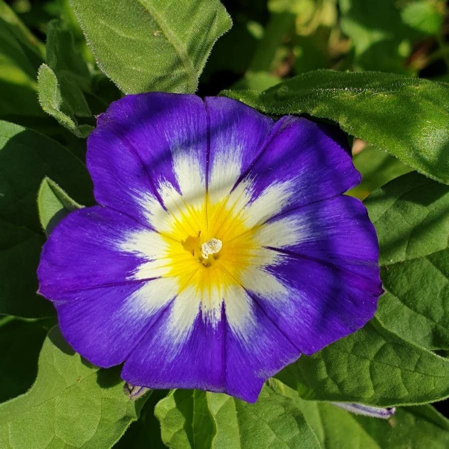 Convolvulus tricolor flower