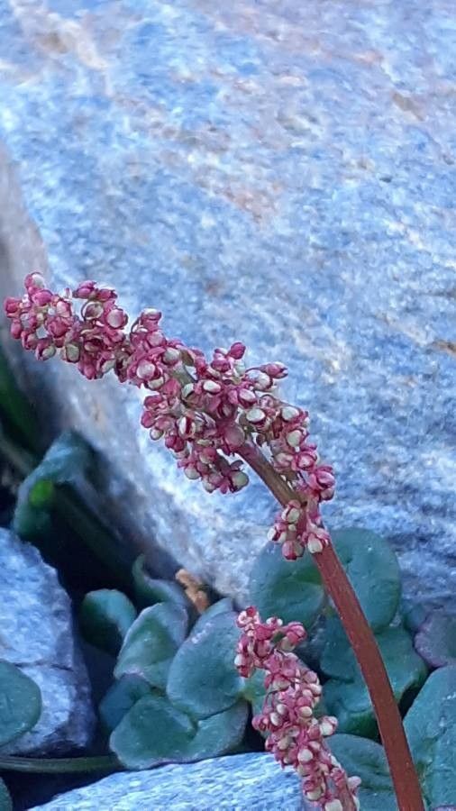 Oxyria digyna flower