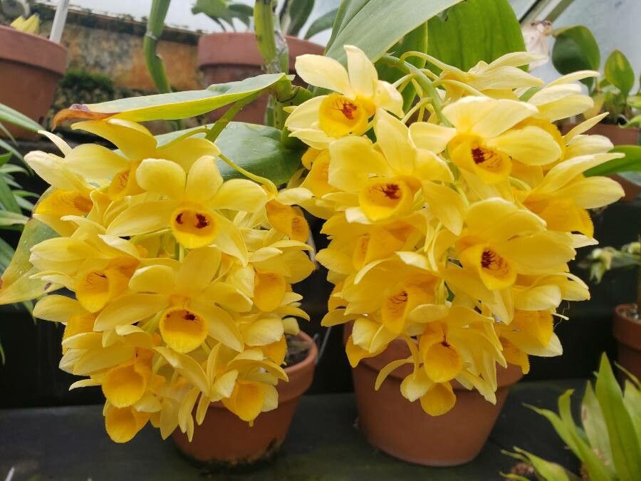 Dendrobium sulcatum flower