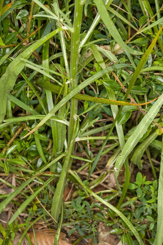 Erysimum rhaeticum — search result for 'Erysimum'