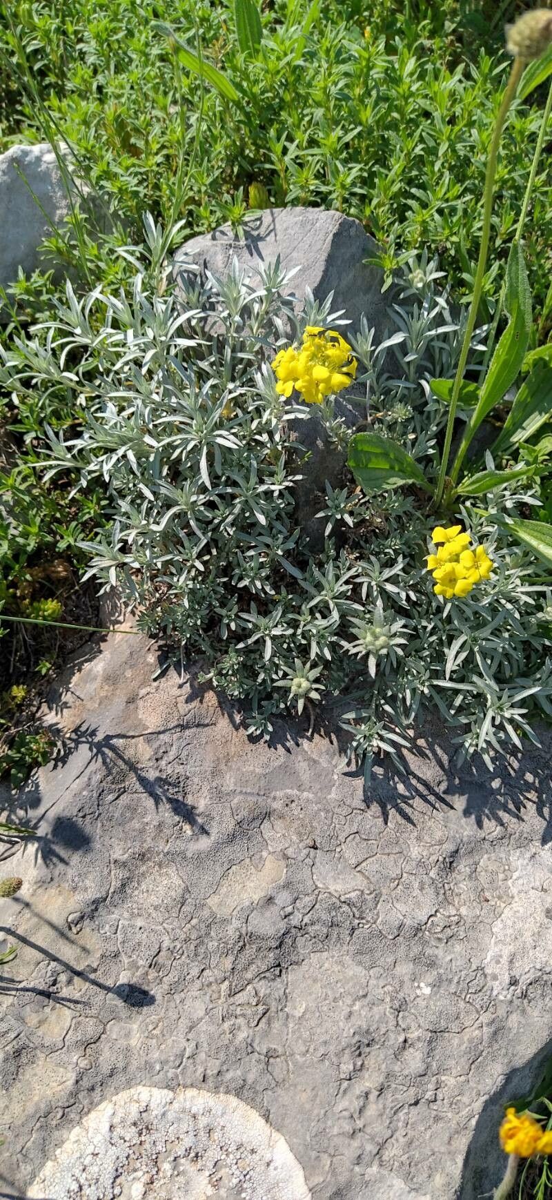 Alyssum doerfleri — houseplant care guide