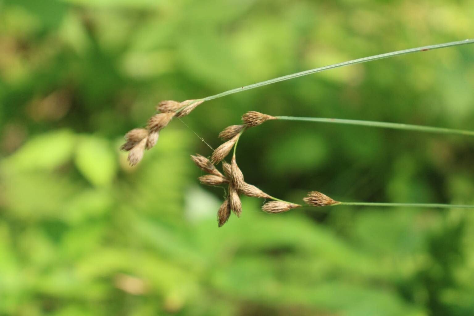 Carex tenera leaf