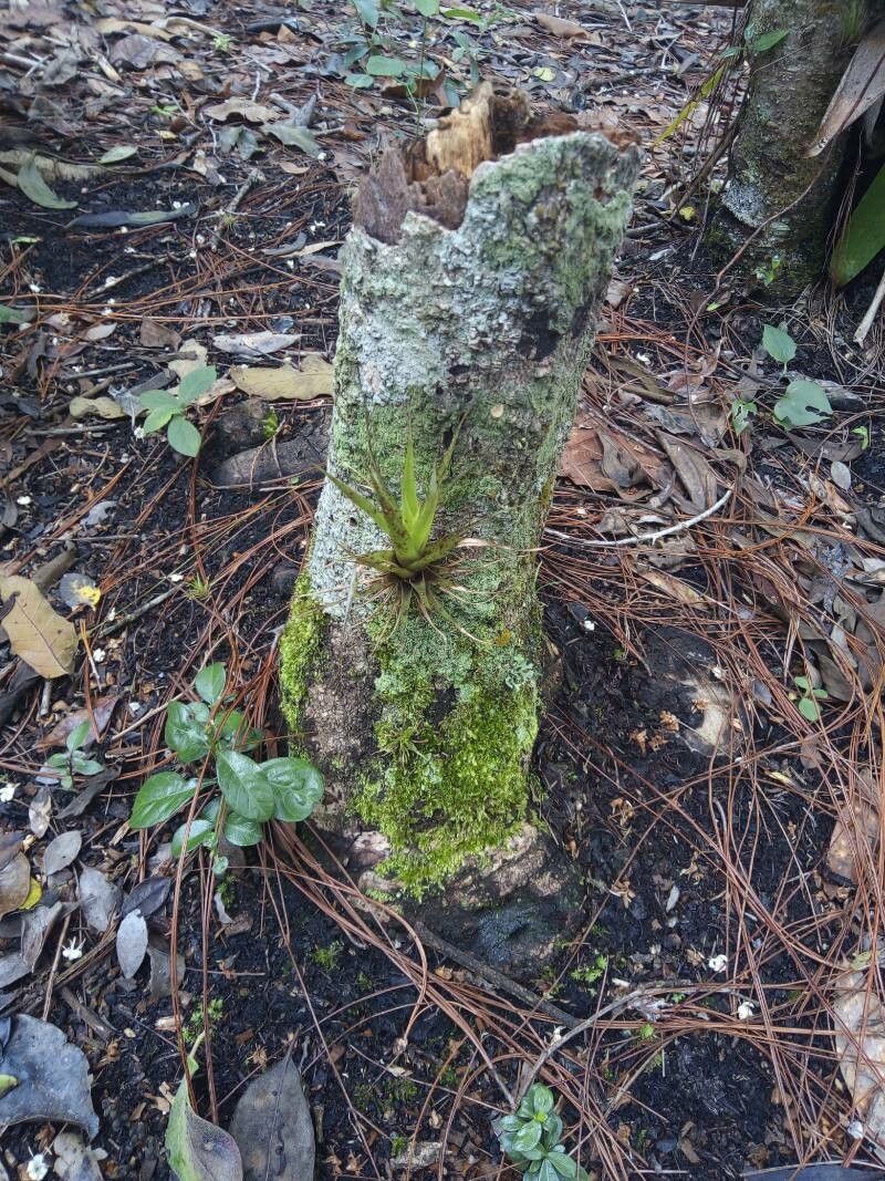 Catopsis floribunda leaf