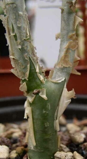 Sedum frutescens bark