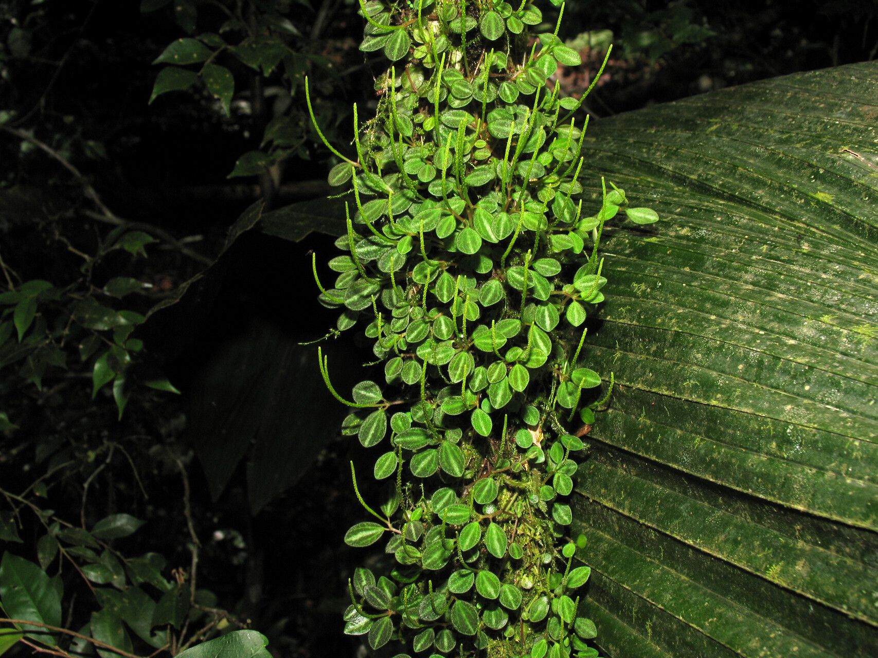 Peperomia ouabianae habit