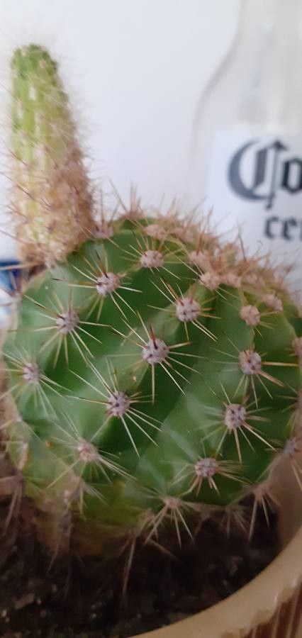 Echinopsis eyriesii fruit