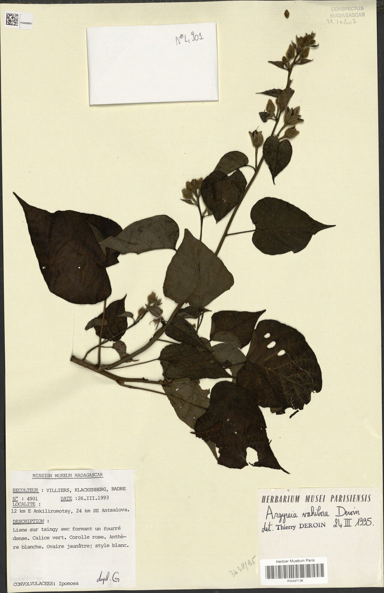 Argyreia vahibora — search result for 'Argyreia'