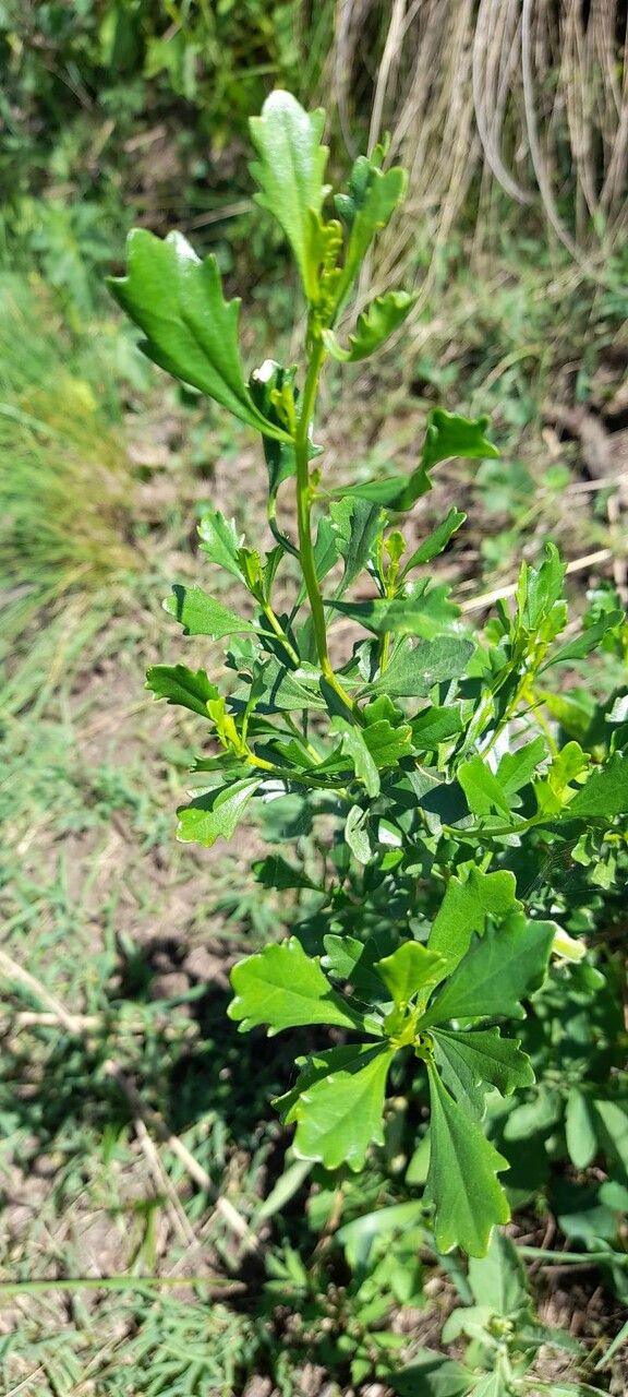 Baccharis tridentata habit