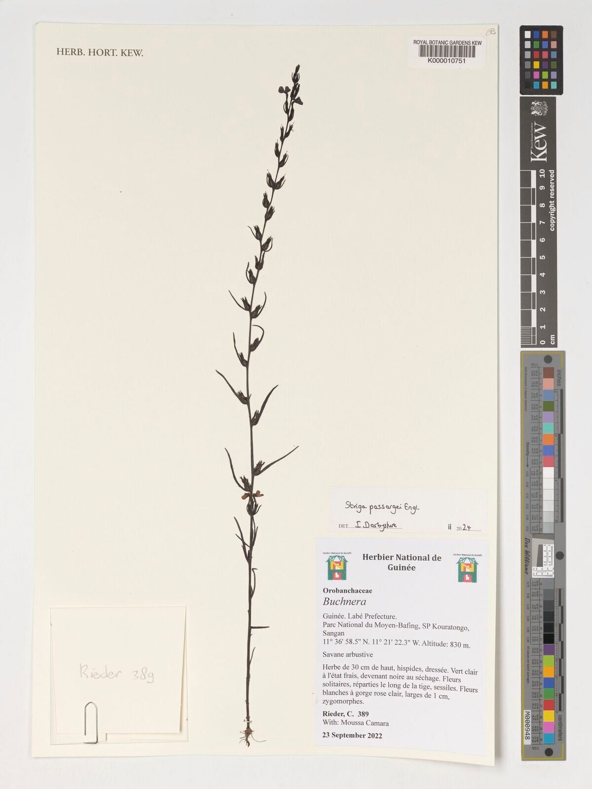 Striga passargei — houseplant care guide