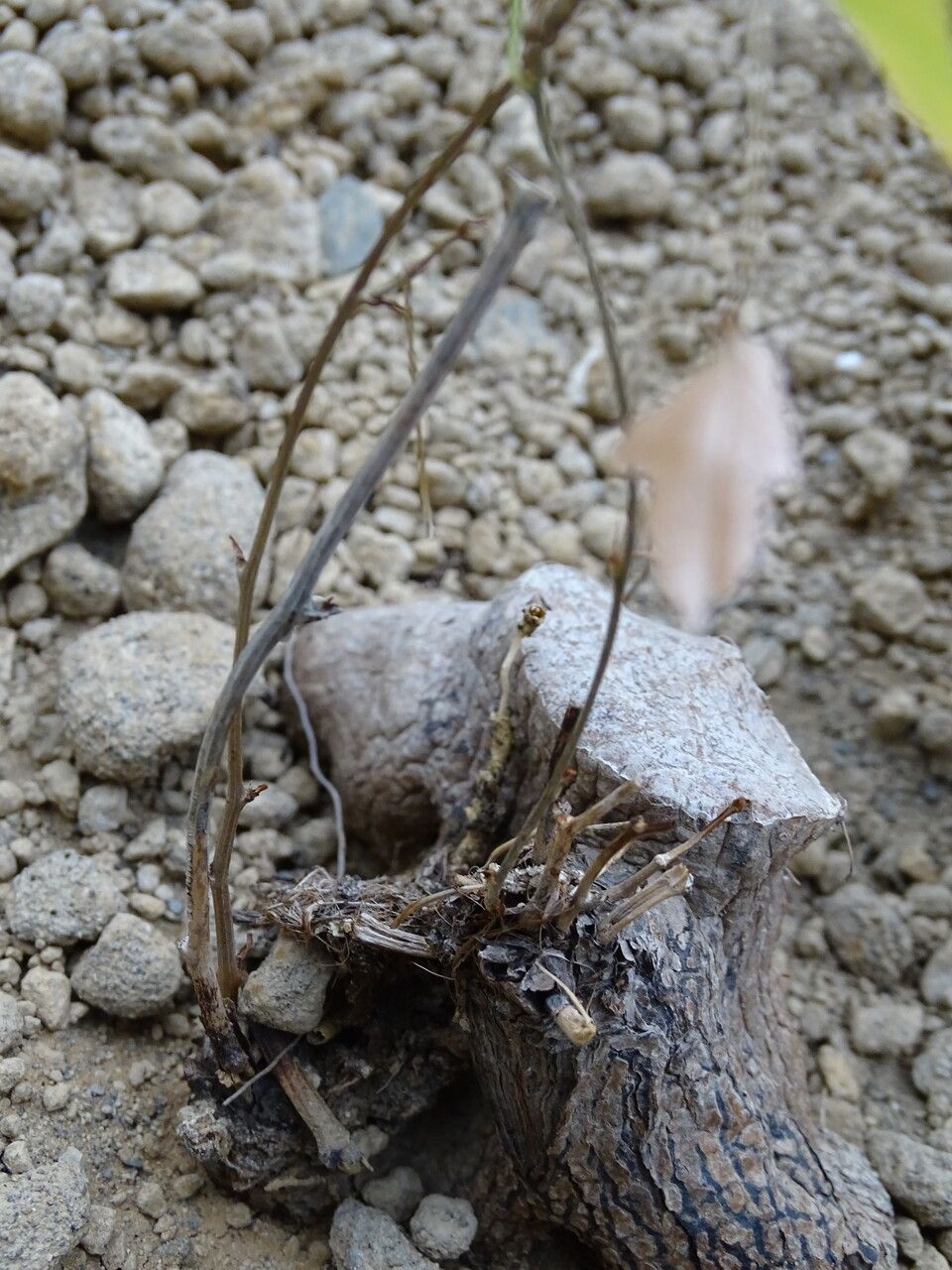 Dioscorea sylvatica bark