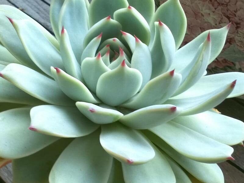 Echeveria chihuahuaensis bark