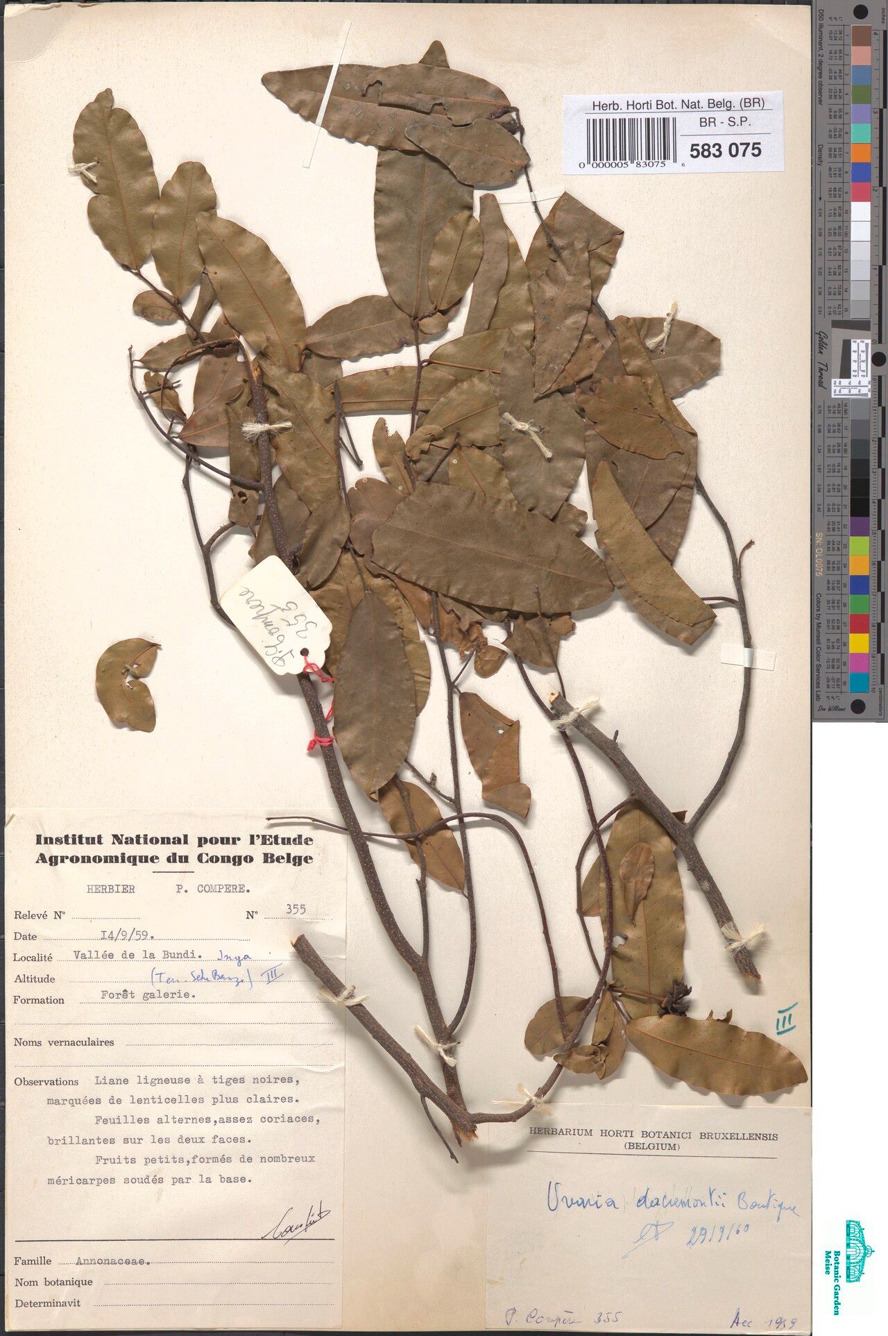 Uvaria dacremontii — houseplant care guide