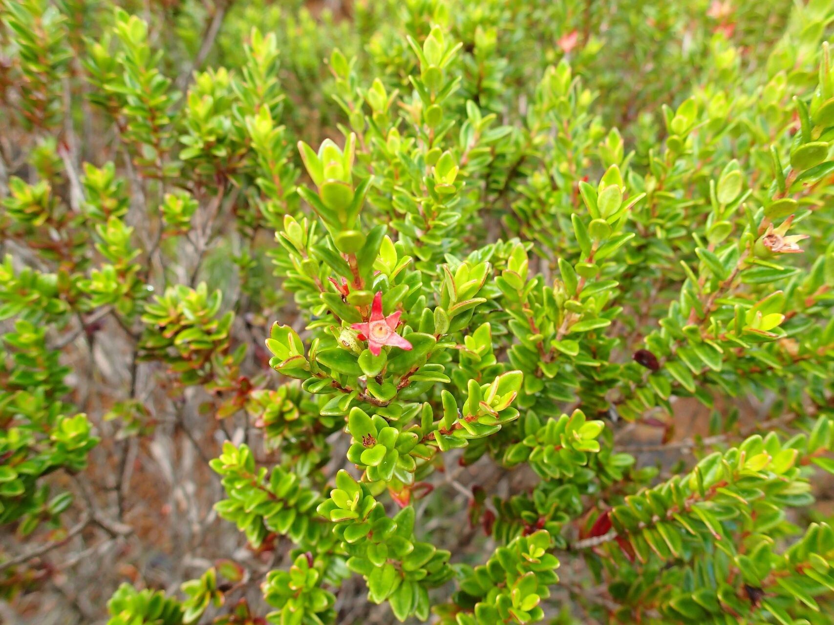 Metrosideros microphylla habit