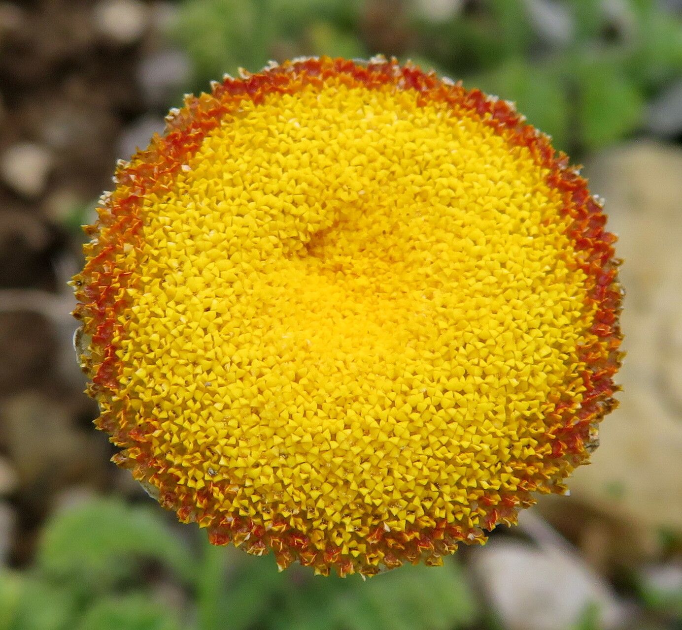 Cotula socialis — houseplant care guide