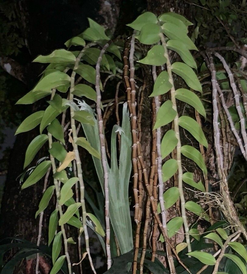 Dendrobium aphyllum