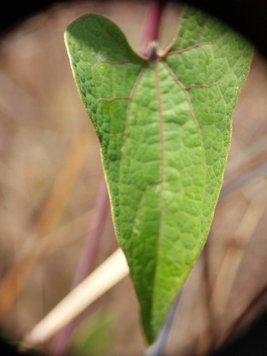 Aristolochia albida leaf