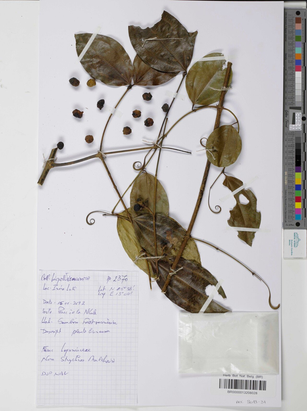 Strychnos malchairii — houseplant care guide