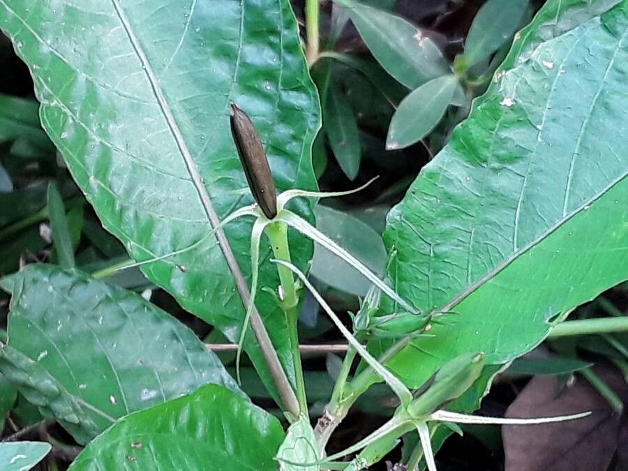 Justicia carnea fruit