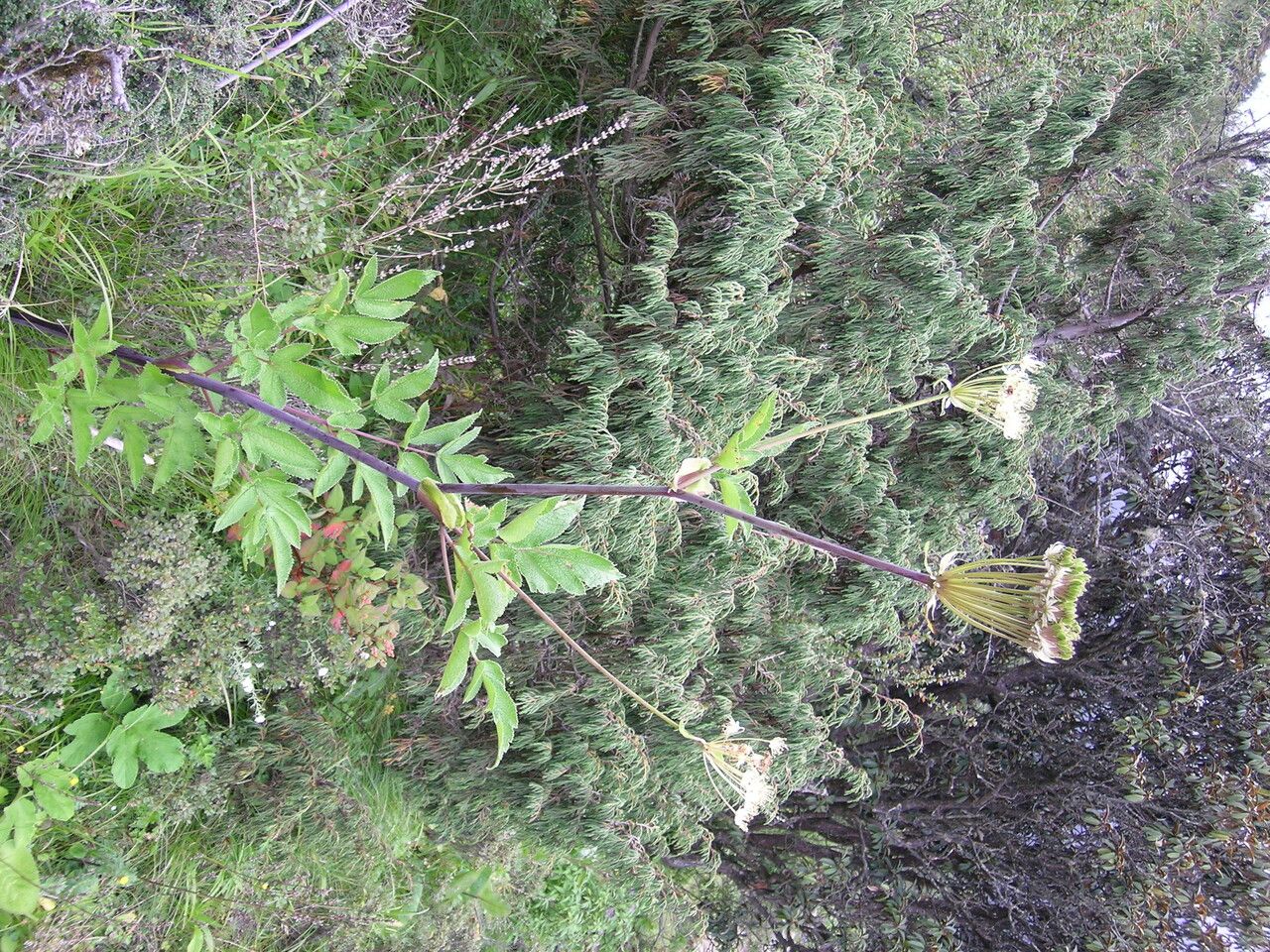 Pleurospermum angelicoides habit