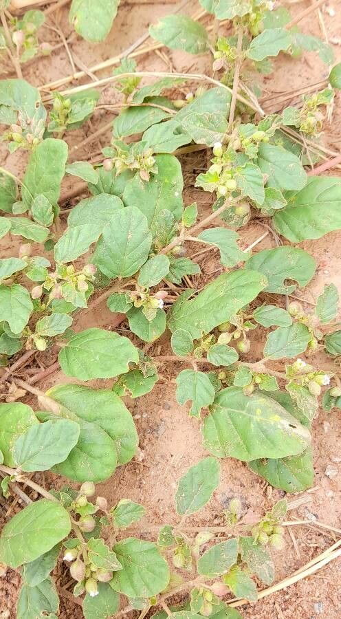 Allionia choisyi habit