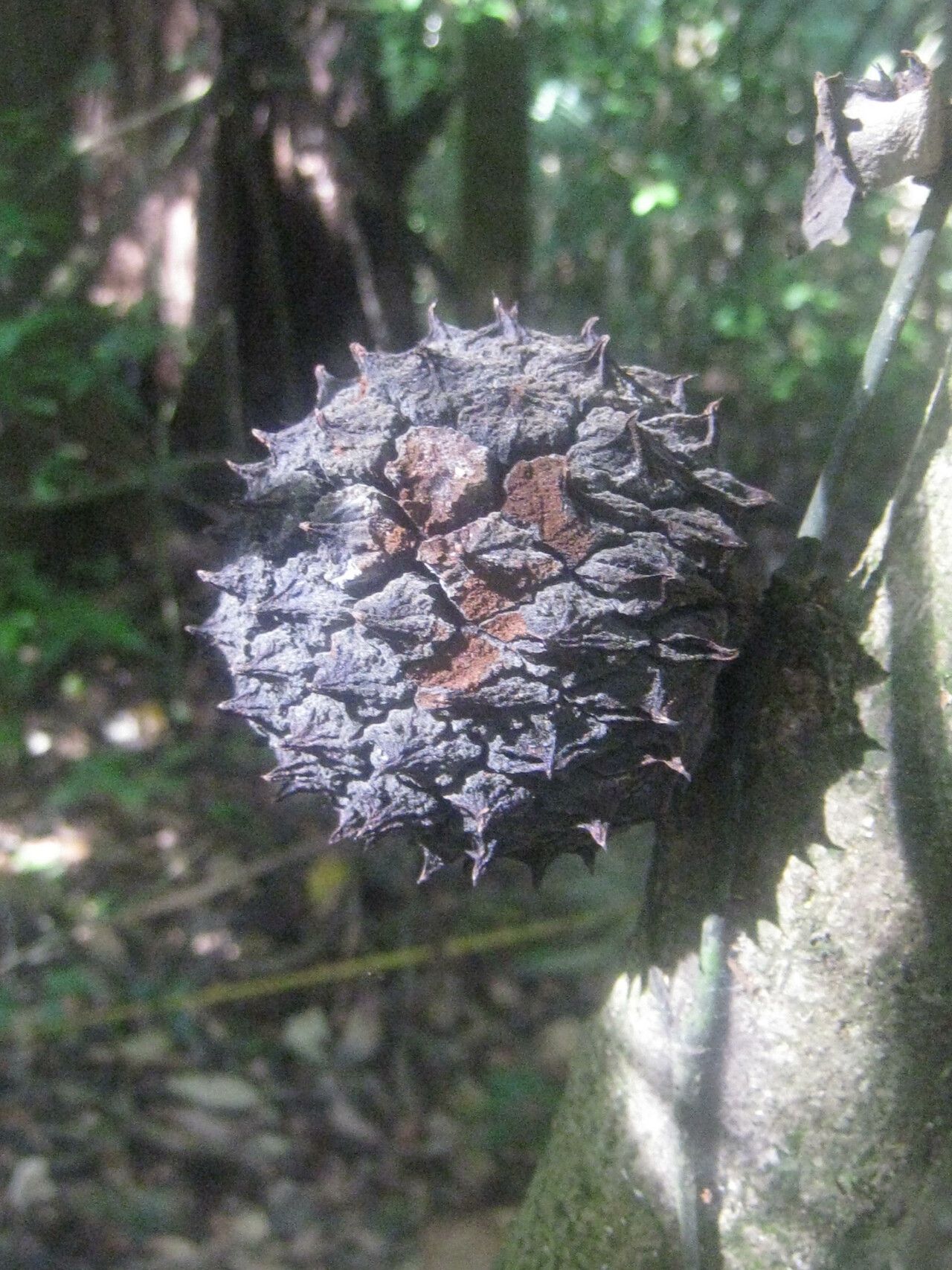 Duguetia yeshidan fruit