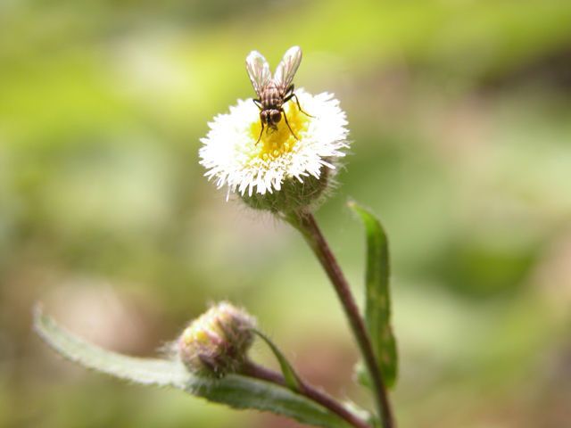 Conyza laevigata — search result for 'Conyza'