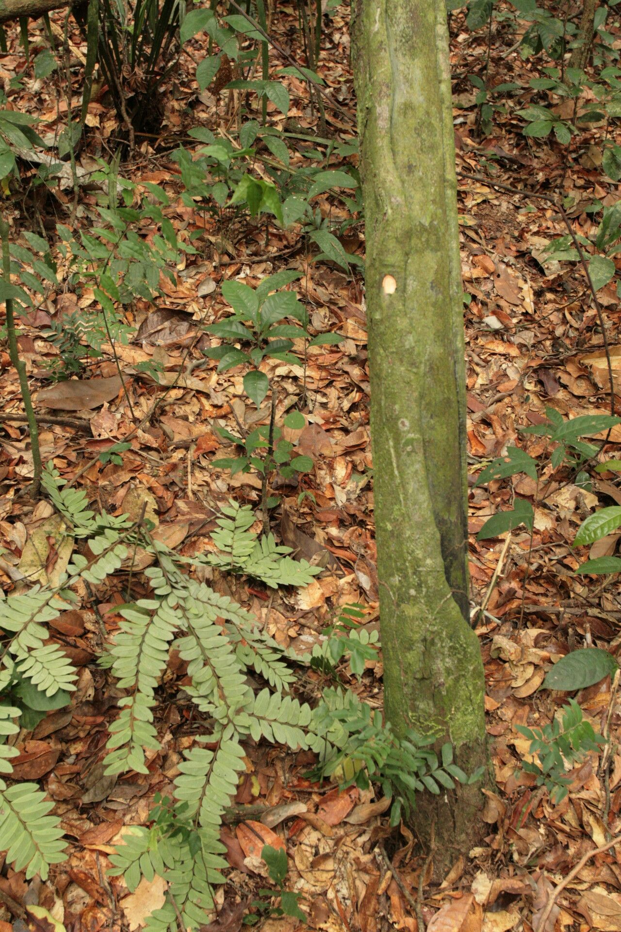 Diospyros obliquifolia bark
