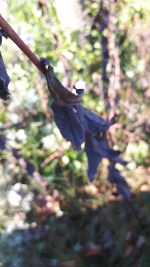 Symphyotrichum chilense