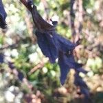 Symphyotrichum chilense