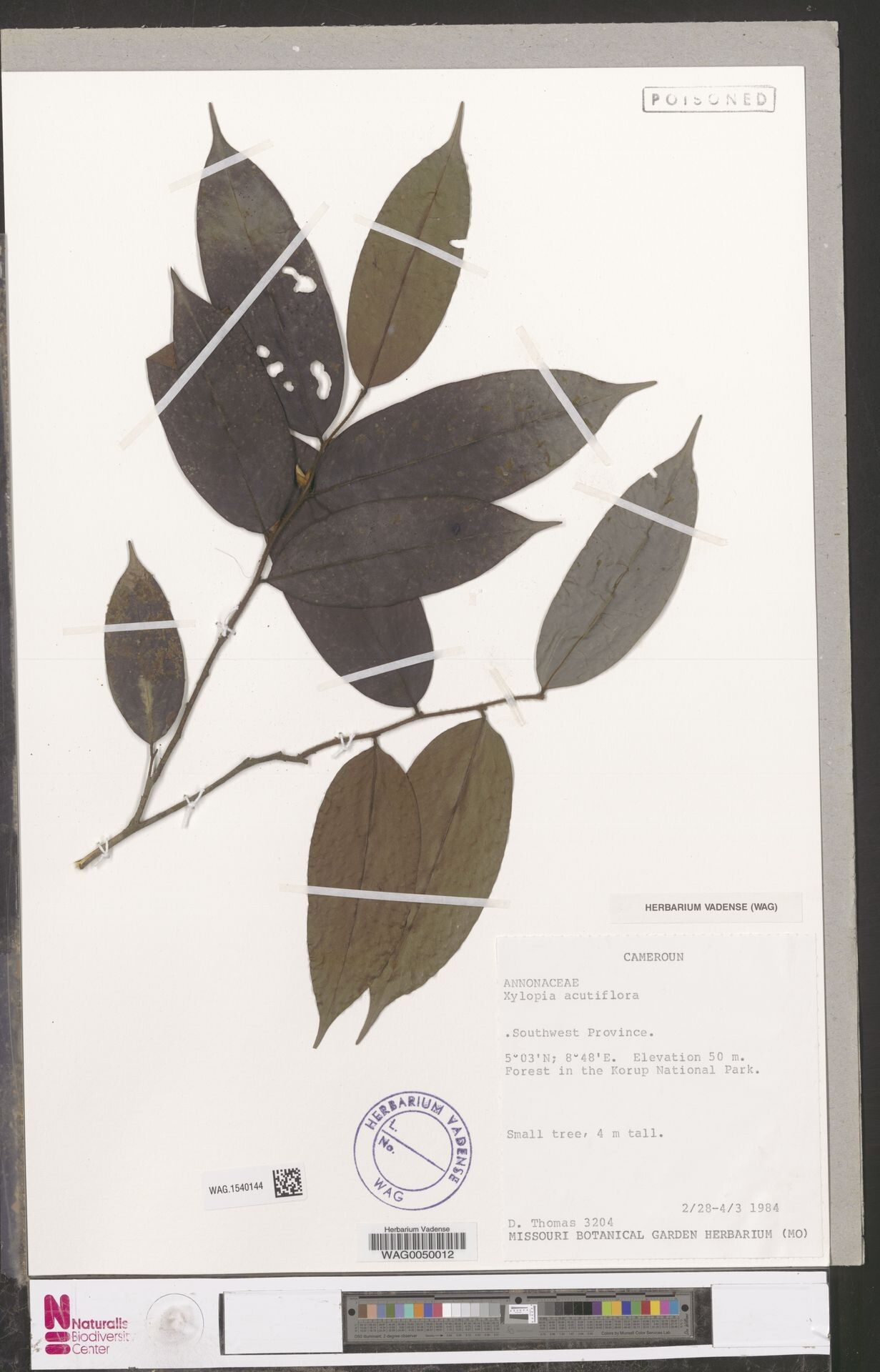 Xylopia talbotii — houseplant care guide