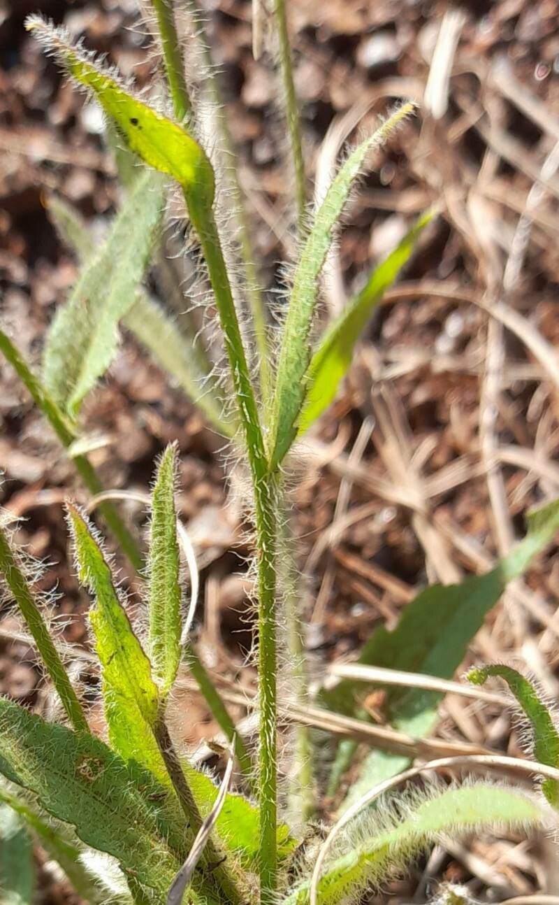 Praxelis missiona bark