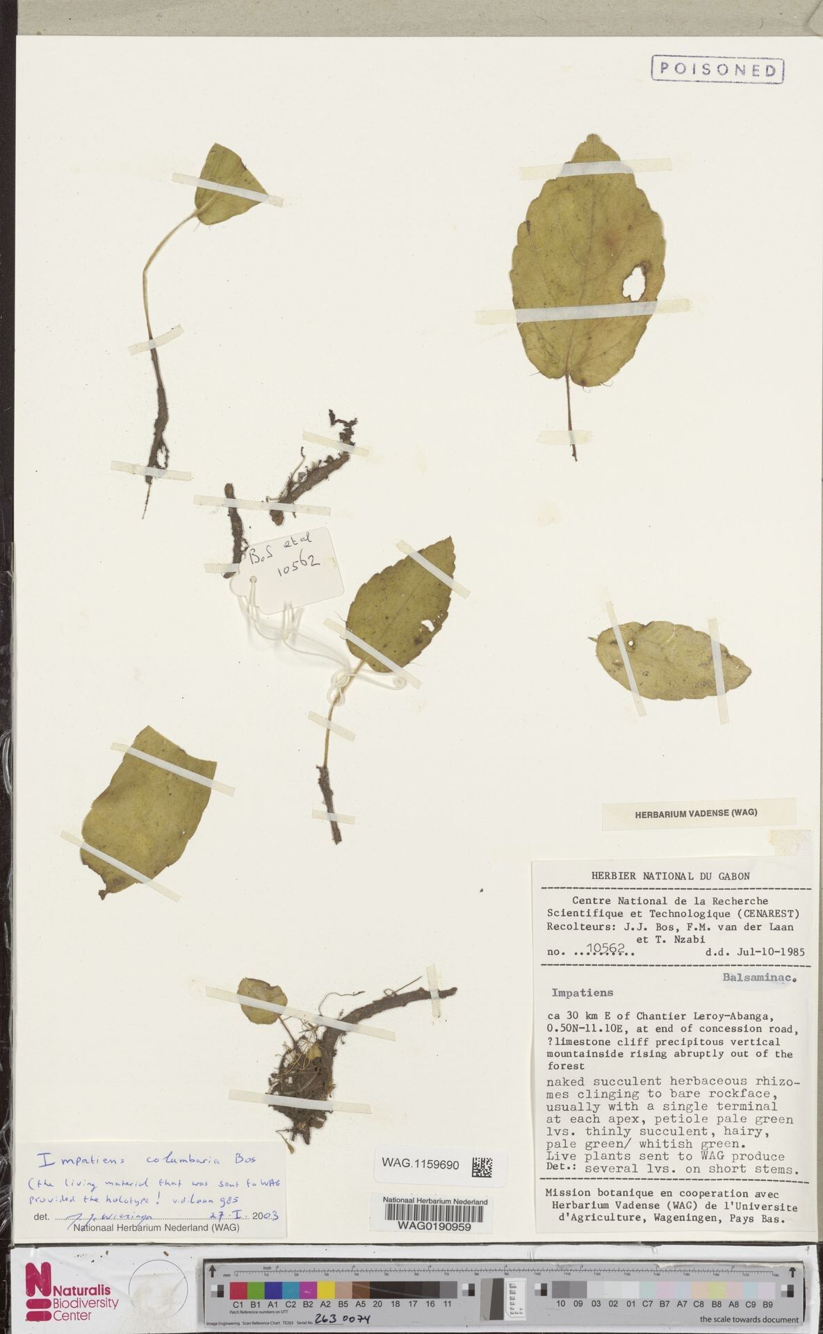 Impatiens columbaria — houseplant care guide